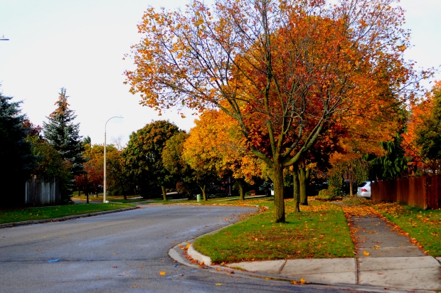Homes For Sale Kitchener Stanley Park Homes For Sale Kitchener Stanley Park
